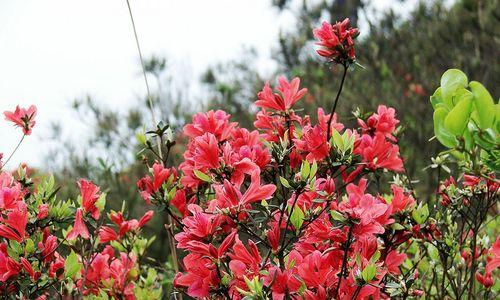 映山红花开放的时间和次数（了解映山红花的生长习性及开花时间）