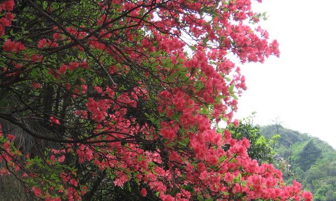 映山红花语与代表意义（鲜花中的情感表达）