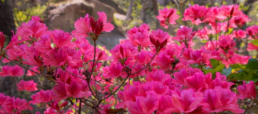 映山红花期及开花时间详解（了解映山红开花时间）