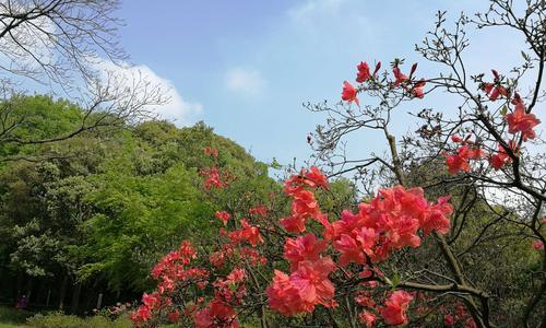 探秘映山红的色彩之美（从红色、粉色、白色到双色）