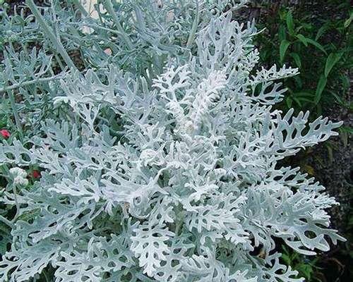 永生菊：一年四季花开不败的花卉