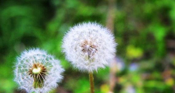 种子繁殖的植物——种子的奇妙之旅