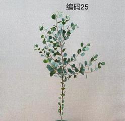 尤加利花开的奇妙世界（探秘尤加利花的开花颜色）