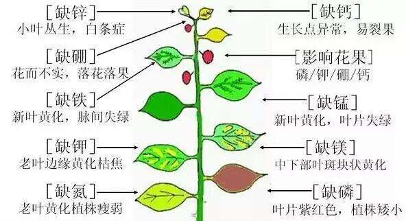 如何正确养护尤加利叶（尤加利叶养护方法及技巧）