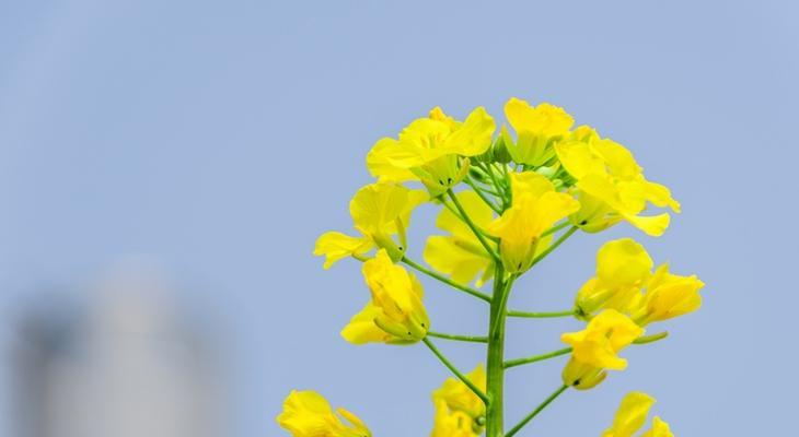 油菜花的叶子（探究叶子的形状）