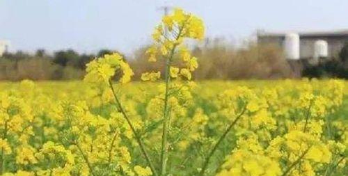 油菜花花期及观赏指南（春天里的黄色海洋）