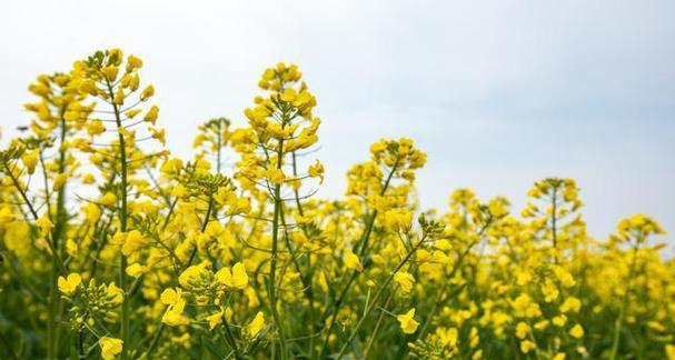 油菜花的播种时间（春季油菜花种植需注意的时间点）