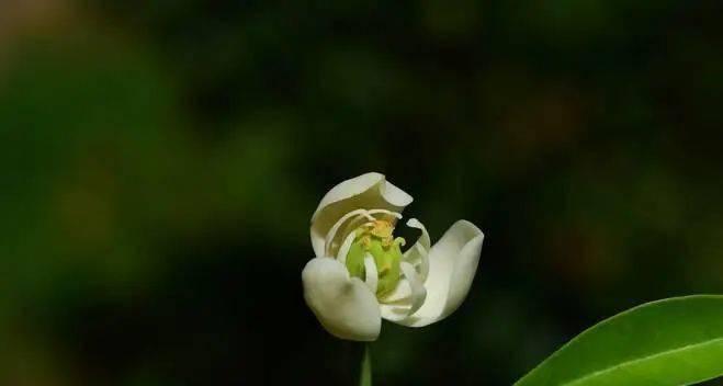 油菜花是单性花吗（探究油菜花的雌雄异体性及花器官结构）