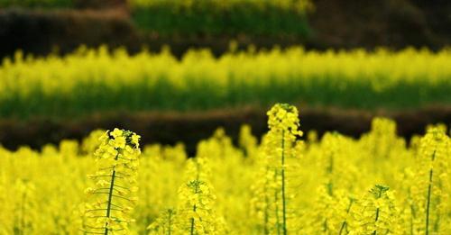 油菜花是单性花吗（探究油菜花的雌雄异体性及花器官结构）