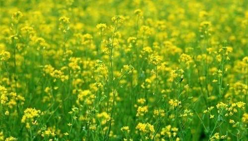 油菜花，春日的美丽风景（探秘油菜花的历史）