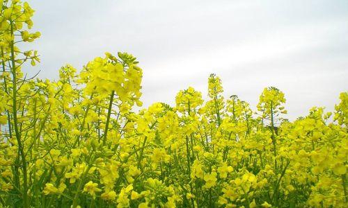 油菜花的花序类型与特点（探究总状花序的形态结构和生态意义）