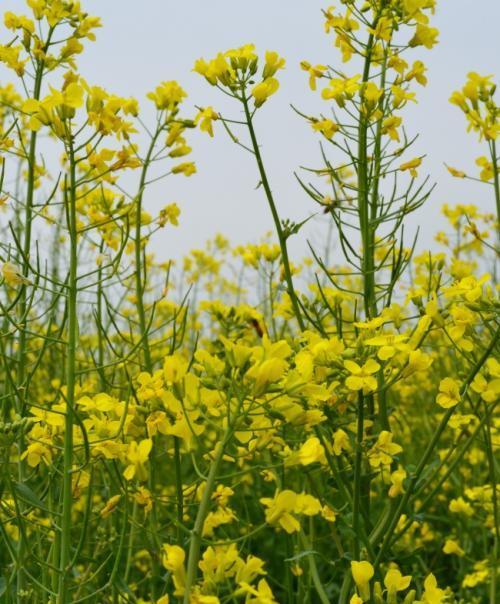 油菜花的生态特性与文化价值（一朵黄花）