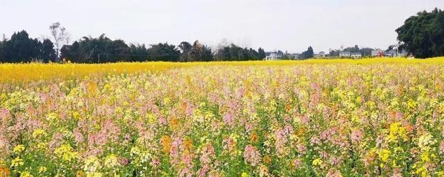 油菜花不是完全花（揭开油菜花真面目）