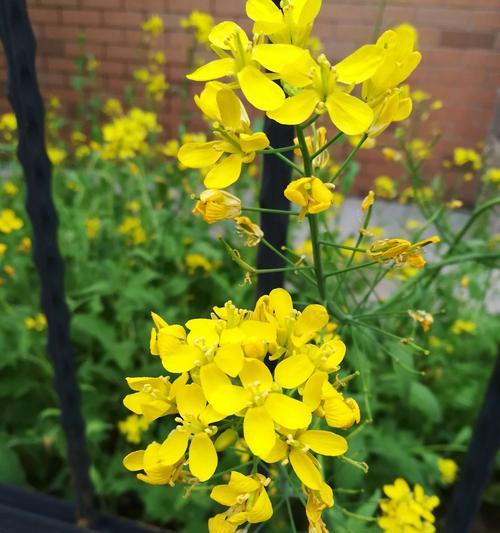 油菜花不是完全花（揭开油菜花真面目）