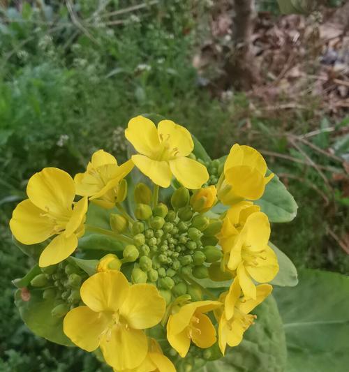 油菜花之美（探究油菜花的花瓣）