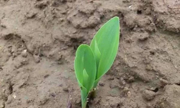 油菜出苗周期及种植技巧（掌握油菜出苗的关键要素）