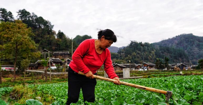 探秘油菜亩产量多少斤，丰收不为梦（浅析影响油菜亩产量的因素及提高产量的技巧）