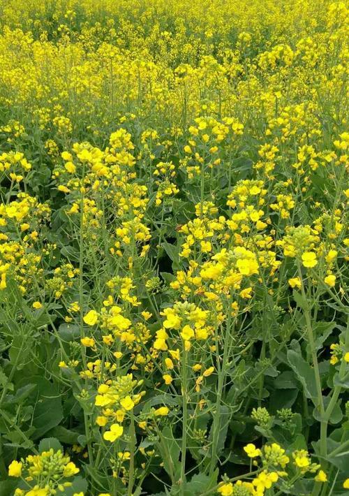 油菜开花时间及生长规律解析（了解油菜开花时间）