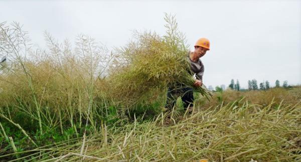 油菜收割时间的选择（掌握正确的收割时机）