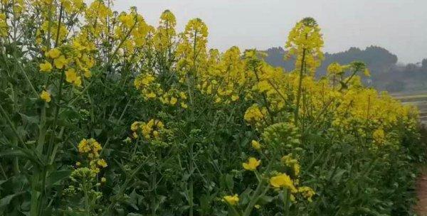 油菜——经济作物的明星（种植利润高）