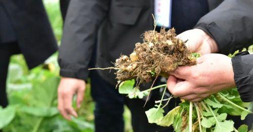 油菜根系结构及功能分析（探究油菜根系对植株生长的影响）