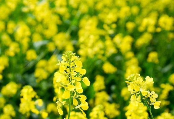 油菜——一种重要的油料作物（从品种特征）