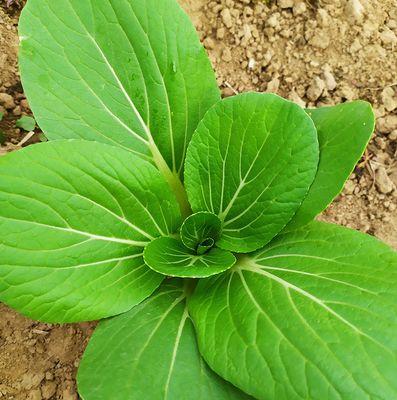 油菜是一种种子植物（种子植物的特征与油菜的生长特点）