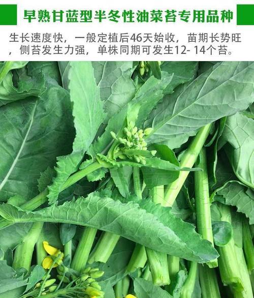 油菜是一种种子植物（种子植物的特征与油菜的生长特点）