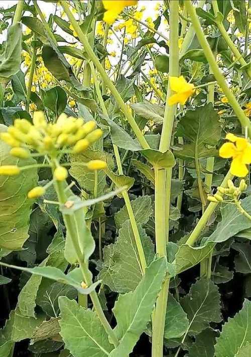 油菜是一种种子植物（种子植物的特征与油菜的生长特点）