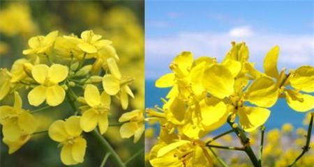 油菜——营养丰富的十字花科植物