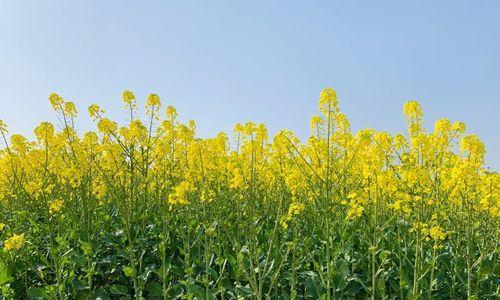 油菜——营养丰富的十字花科植物