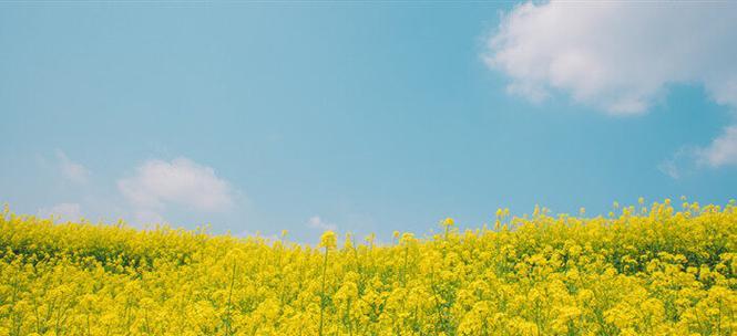 油菜喜阳还是喜阴（从生长习性、生理特征到光周期响应）