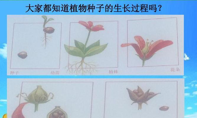 油菜种子催芽方法（种子处理技巧及注意事项）