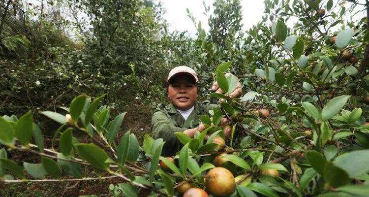 油茶的采摘与收获季节（了解油茶的采摘时间和最佳收获季节）