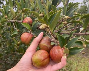 油茶苗的种植时间与技巧（春季、秋季都适宜）