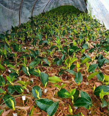 油茶苗的种植时间与技巧（春季、秋季都适宜）