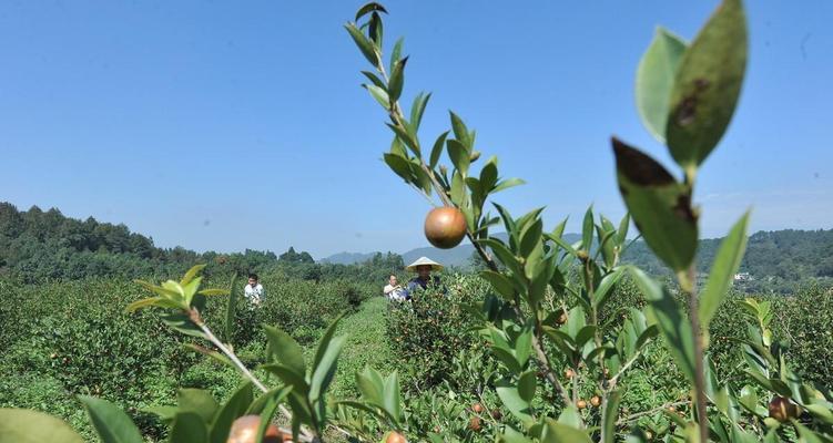 油茶树的适应性及种植区域选择（探究油茶树适合种植的气候环境和土壤条件）