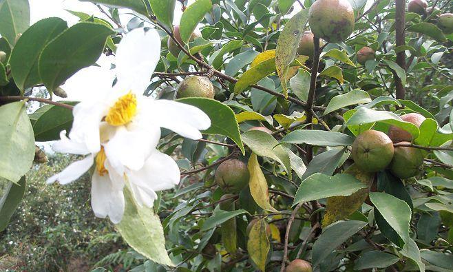 油茶籽采摘时间合适的关键（油茶籽的采摘时间）