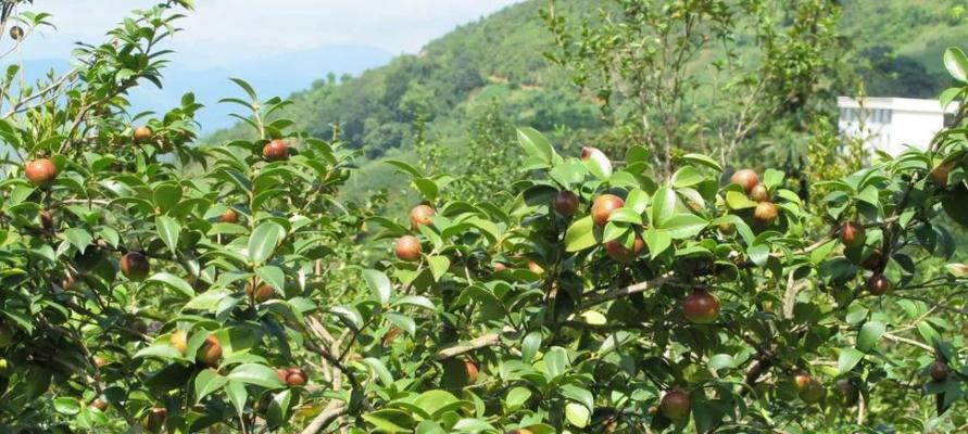 油茶籽采摘时间合适的关键（油茶籽的采摘时间）