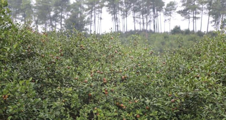 油茶籽采摘时间合适的关键（油茶籽的采摘时间）