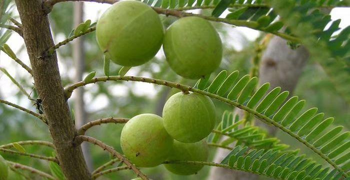 油甘子的季节成熟与上市时间（了解油甘子的生长规律）