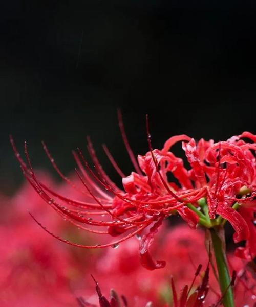 曼陀沙华的花语与意义（探寻曼陀沙华花朵背后的深意）