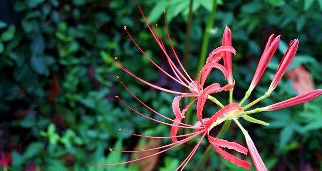 曼珠沙华——花开如梦，情蕴无边（曼珠沙华的花语及其深远的意义）