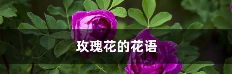 19朵玫瑰花的花语（探索玫瑰花语中19朵玫瑰的含义）