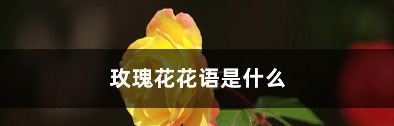 玫瑰花的花语之谜（揭秘12朵玫瑰花的深层含义）