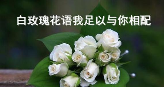 玫瑰花的花语与代表意义（探寻玫瑰花的深层含义）