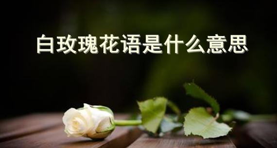 十二支玫瑰花花语的奥秘（探寻十二支玫瑰花的神秘寓意与象征）