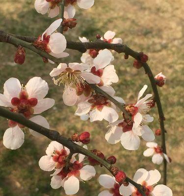 梅花的含义及寓意（揭示梅花之美与哲理）