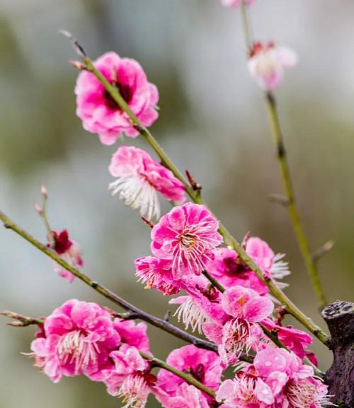 梅花的精神象征意义——坚韧不拔的生命之花（生生不息）