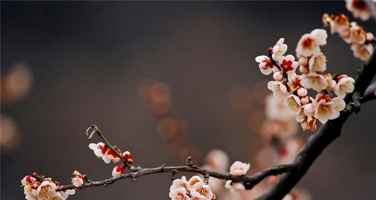 梅花花语（探寻梅花的象征意义和文化价值）